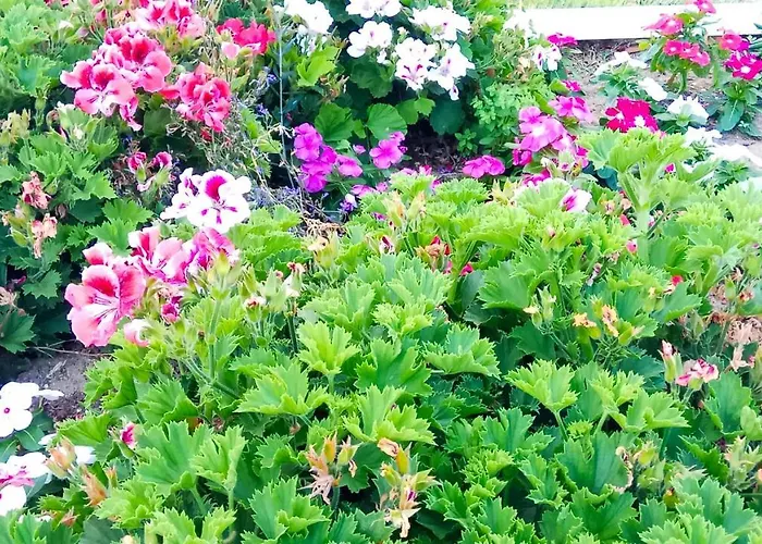 603 * אלבופיירה