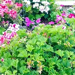 603 * البوفيرا